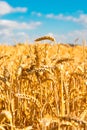 A summer landscape with field of corn under blue sky Royalty Free Stock Photo