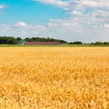 A summer landscape with field of corn under blue sky Royalty Free Stock Photo