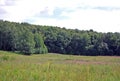 Summer landscape. Field dotted with wildflowers and dense forest, on a Sunny warm day.