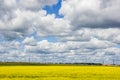 Summer landscape in the field. Field of yellow flowers and blue sky with clouds Royalty Free Stock Photo