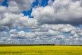 Summer landscape in the field. Field of yellow flowers and blue sky with clouds Royalty Free Stock Photo