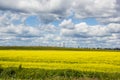 Summer landscape in the field. Field of yellow flowers and blue sky with clouds Royalty Free Stock Photo