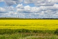 Summer landscape in the field. Field of yellow flowers and blue sky with clouds Royalty Free Stock Photo