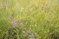 Summer landscape with field of flowering herbal plants