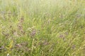 Summer landscape with field of flowering herbal plants