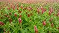 Summer landscape with a field of flowering pink clover and wildflowers. Trifolium pratense. Royalty Free Stock Photo