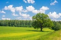 summer landscape with field, forest, blue sky with clouds, lonely big oak tree Royalty Free Stock Photo