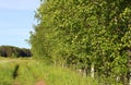 Summer landscape field forest clear weather flowers Royalty Free Stock Photo