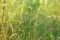 Summer landscape with field of grass and cobwebs in sun light at dawn Royalty Free Stock Photo