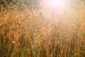 Summer landscape with field of grass and cobwebs in sun light at dawn