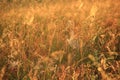 Summer landscape with field of grass and cobwebs in sun light at dawn