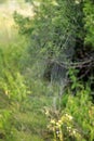 Summer landscape with field of grass and cobwebs in sun light at dawn Royalty Free Stock Photo