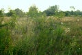 Summer landscape with field of grass and cobwebs in sun light at dawn Royalty Free Stock Photo