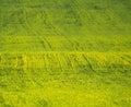 summer landscape, field with green grass and horizon, textured sunset sky