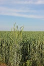 Summer landscape with field of green wheat ears and blue sky on a sunny day Royalty Free Stock Photo