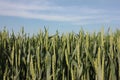 Summer landscape with field of green wheat ears and blue sky on a sunny day Royalty Free Stock Photo