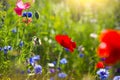 Summer landscape with a field of red poppies and cornflower