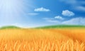 Summer landscape with a field of ripe wheat, and hills and dales