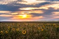 Summer landscape, a field of sunflowers and a blazing sunset on the horizon Royalty Free Stock Photo