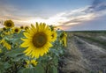 Summer landscape Royalty Free Stock Photo