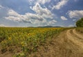 The rural landscape of empty road near sunflower field. Royalty Free Stock Photo