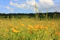 Summer landscape with field of yellow flowers and blue sky with white clouds Royalty Free Stock Photo