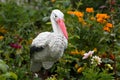 The figure of a stork bird, a garden ornamental decoration stands among the flowers. Royalty Free Stock Photo