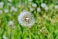 Flew a dandelion milk-witch gowan on a background of green fields.