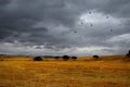 Summer landscape and a flock of vultures