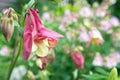 Flower of red-yellow Aquilegia Aquilegia canadensis growing on a bed in the garden.