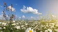 Summer landscape with flowering camomile Royalty Free Stock Photo