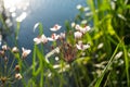 summer landscape, flowers blooming on the background of the lake Royalty Free Stock Photo