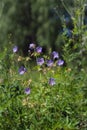Flowers of meadow cranesbill {Geranium pratense} bloom on a green meadow in the forest Royalty Free Stock Photo