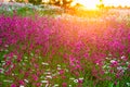 Summer landscape with flowers on a meadow and sunset Royalty Free Stock Photo