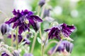 Flowers terry blue Aquilegia on a pale green background.