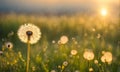 Summer landscape with focus on delicate dandelion seeds in the foreground