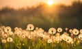 Summer landscape with focus on delicate dandelion seeds in the foreground