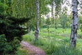 Footpath and birch grove. Royalty Free Stock Photo