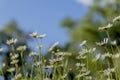 Summer landscape. Foreground flowers of daisies. White fluff flies Royalty Free Stock Photo