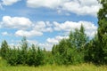 Summer landscape forest background blue sky, flying clouds. Space for copying text Royalty Free Stock Photo