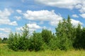Summer landscape forest blue sky, flying clouds, nature. Space for copying text Royalty Free Stock Photo