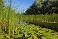 Summer landscape on forest lake with water lilies and reeds . Royalty Free Stock Photo