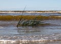 Summer landscape with fuzzy seaweed on the sea shore, the Baltic Sea coast Royalty Free Stock Photo