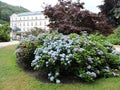 View of bush of hydrangea, old house in Karlovy Vary, Czech Republic Royalty Free Stock Photo