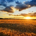 Summer landscape with golden barley field at sunset. Royalty Free Stock Photo