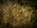 Dry leaves of grasses with spider web and dew drops at sunrise Royalty Free Stock Photo