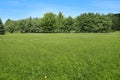 Summer landscape of grass and trees.