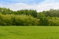 Summer landscape green field, forest Royalty Free Stock Photo