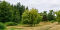 Summer landscape of green forest and meadow with large trees in the park cloudy sky Royalty Free Stock Photo