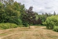 Summer landscape of green forest and meadow with large trees in the park cloudy sky Royalty Free Stock Photo